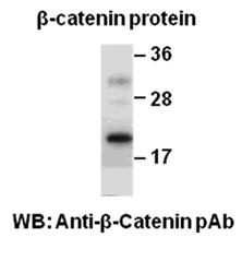 Anti-beta-catenin