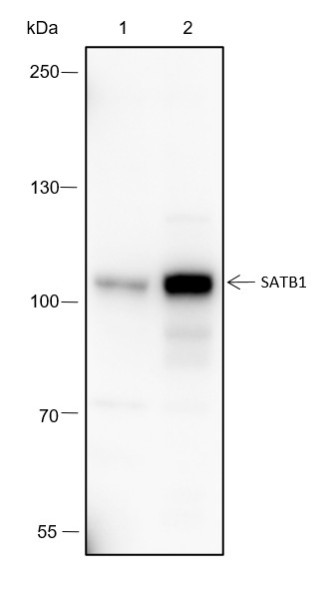 Anti-Recombinant SATB1, clone A355