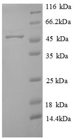 Probable sarcosine oxidase (At2g24580), Arabidopsis thaliana, recombinant