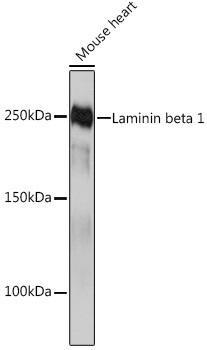 Anti-Laminin beta 1