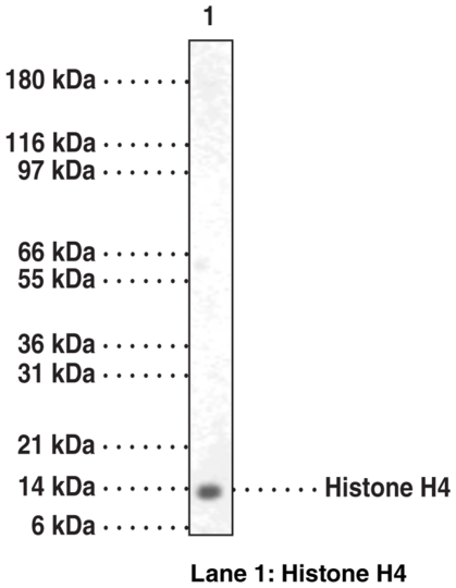 Anti-Histone H4