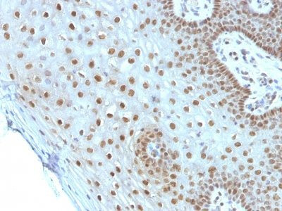 Anti-c-Myc(MYC275), CF568 conjugate, 0.1mg/mL