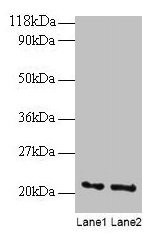 Anti-ARF4