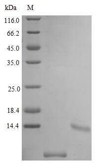 Uteroglobin protein (Scgb1a1) (Active), mouse, recombinant