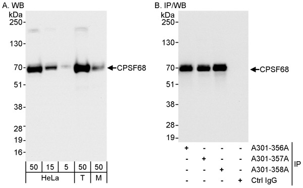 Anti-CPSF68