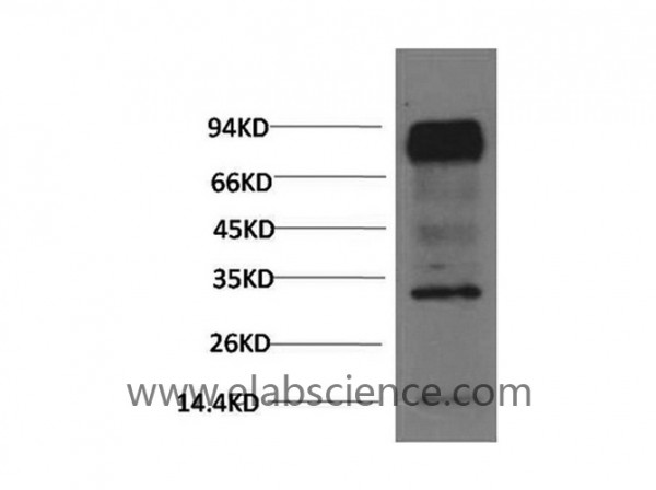 Anti-HIF1 bata, clone 4C5