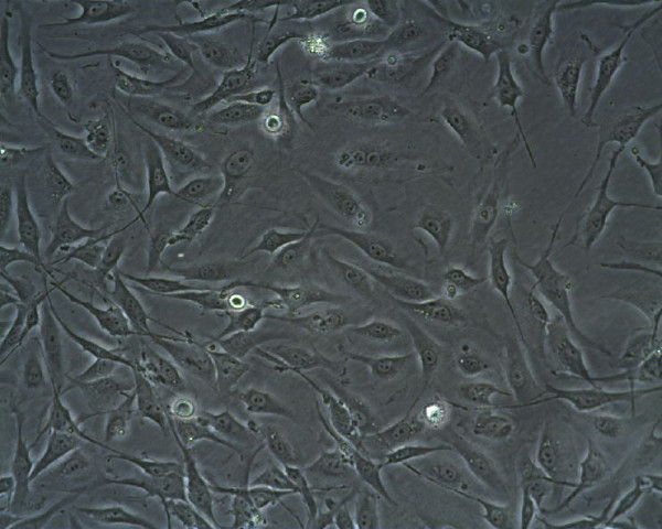 NRK-49F Cells