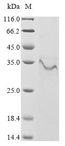 Protein B5 (PS/HR), partial, Vaccinia virus, recombinant