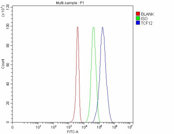 Anti-TCF12 / Transcription factor 12