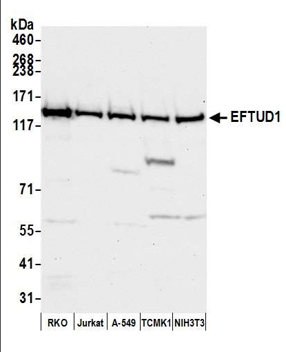 Anti-EFTUD1