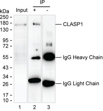 Anti-Clasp1