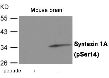 Anti-Phospho-STX1A (Ser14)