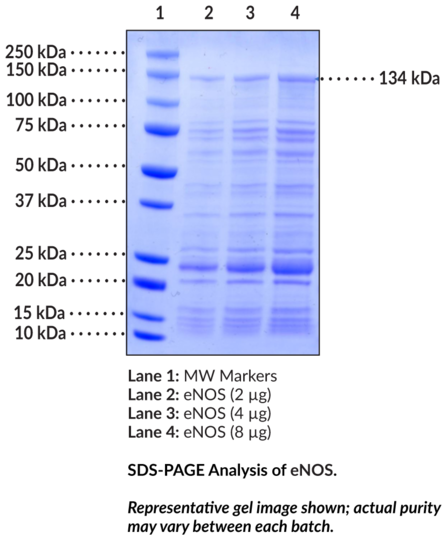 eNOS (bovine, recombinant, E. coli expressed)