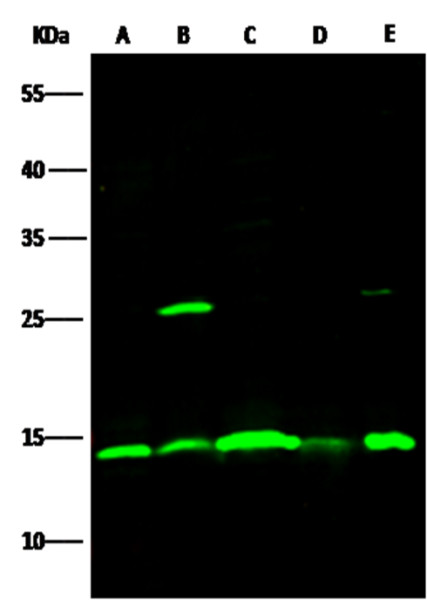 Anti-ISG15 Monoclonal Recombinant Antibody