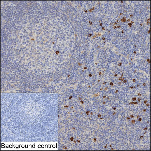 Anti-Human IgG2