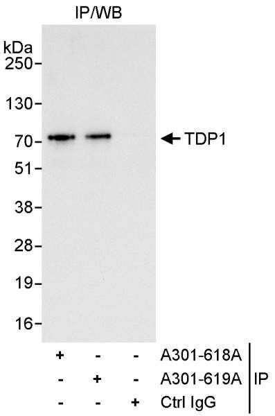 Anti-TDP1