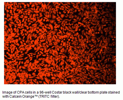 Calcein Orange(TM)