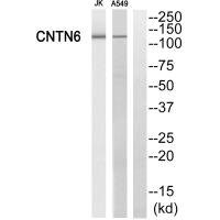 Anti-CNTN6