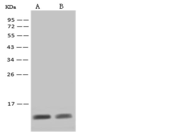Anti-S100A8 Monoclonal Recombinant Antibody