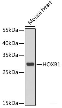 Anti-HOXB1