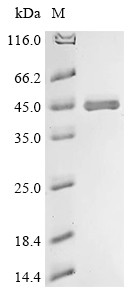 Contig An12c0300, genomic contig (An12g08930), Aspergillus niger, recombinant