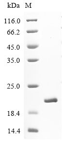 Microtubule-associated proteins 1A/1B light chain 3B (MAP1LC3B), human, recombinant