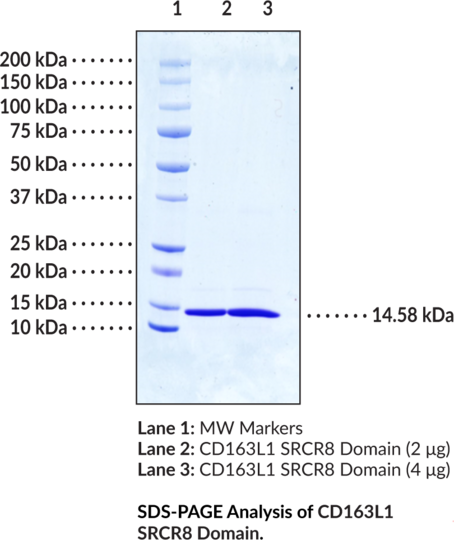 CD163L1 SRCR8 Domain (human, recombinant)