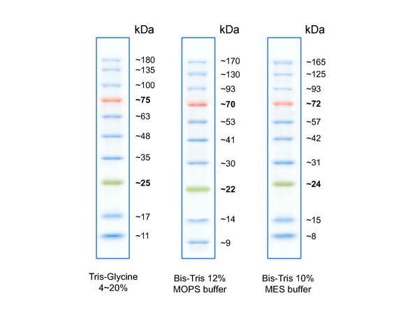 Opal Prestained Protein Standard 10-180kDa