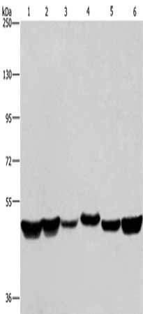 Anti-HNRNPH1