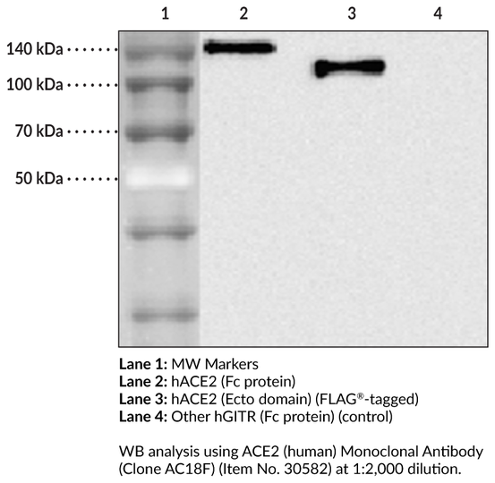 Anti-ACE2 (human) (Clone AC18F)