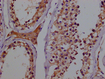 Anti-GSTM3 Monoclonal, clone 2H9D7