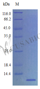 Chemokine (C-X-C motif) ligand 12 (Stromal cell-derived factor 1) protein (Cxcl12) (Active), rat, re