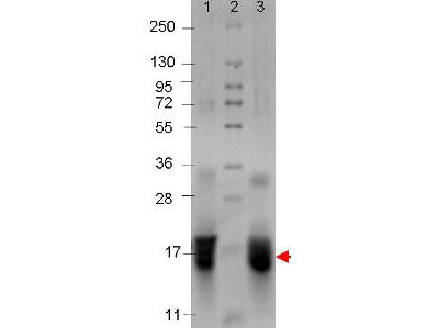 Interleukin-4, human recombinant (rHuIL-4)