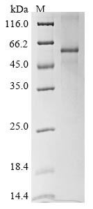 Vascular endothelial growth factor B (VEGFB), human, recombinant