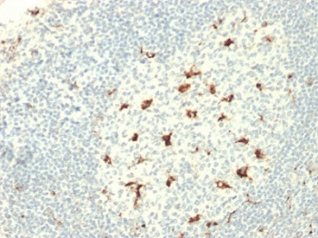 Anti-CD68, clone C68/2709