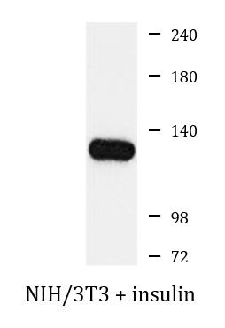 Anti-phospho-ATP Citrate Lyase (Ser455)