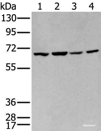 Anti-IGF2BP3