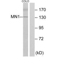 Anti-MN1