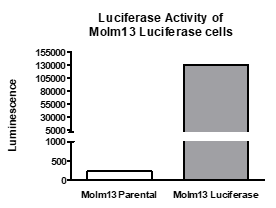 Firefly Luciferase Molm13 Cell Line