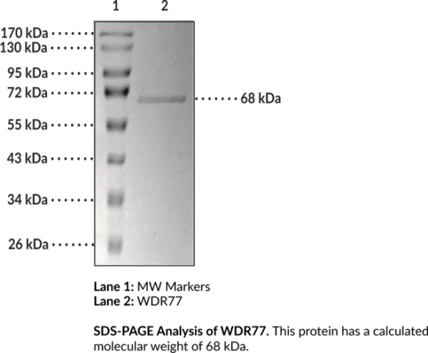 WDR77 (human, recombinant)