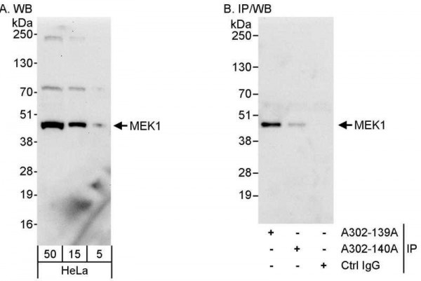 Anti-MEK1