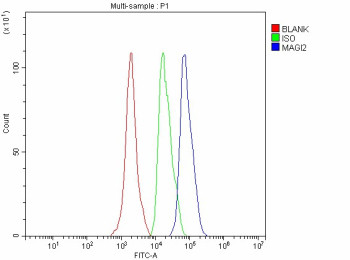 Anti-MAGI2 / Membrane-associated guanylate kinase inverted 2