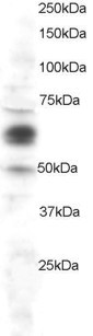 Anti-COX1 / PTGS1, C-terminal