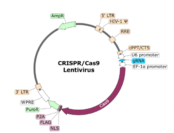 CTLA4 CRISPR/Cas9 Lentivirus (Integrating)