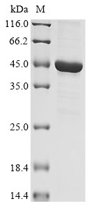 4-Hydroxyphenylpyruvate dioxygenase-like protein (HPDL), human, recombinant