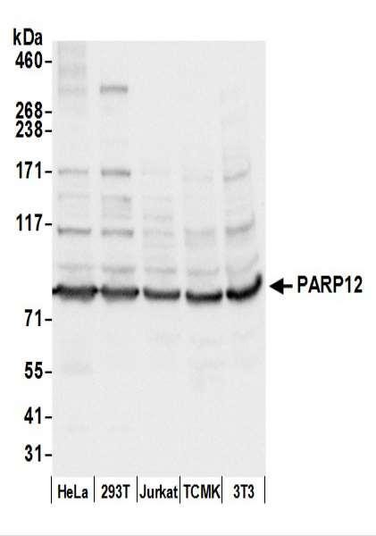 Anti-PARP12