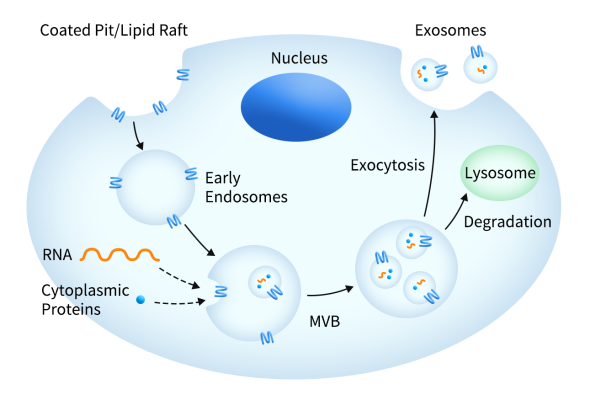 Exosome