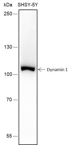 Anti-Recombinant Dynamin 1, clone A207