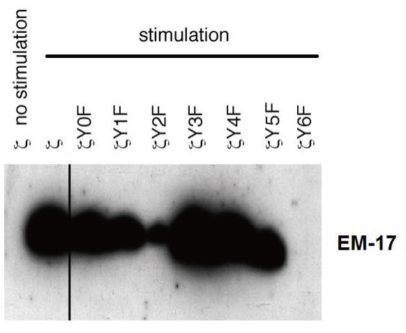 Anti-phospho-CD3 zeta (Tyr153), clone EM-17