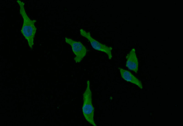 Anti-AGO2 Recombinant Monoclonal, clone 7C2